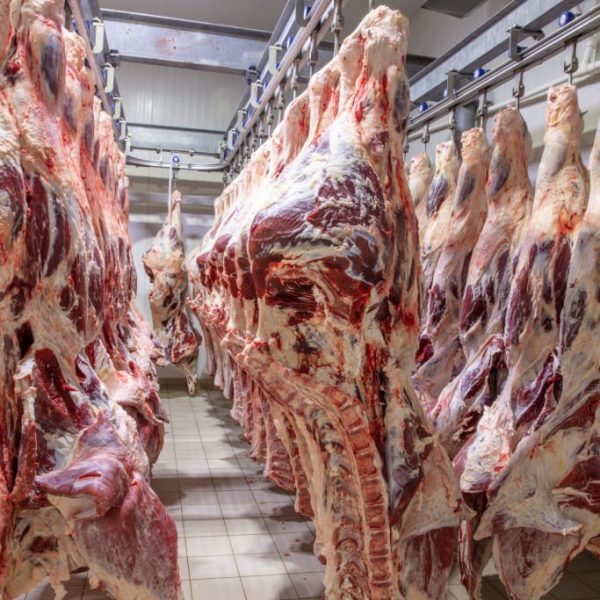 At the slaughterhouse, Carcasses, raw meat beef, hooked in the freezer. Close up of a half cow chunks fresh hung and arranged in a row in a large fridge in the fridge meat industry. Halal cutting.