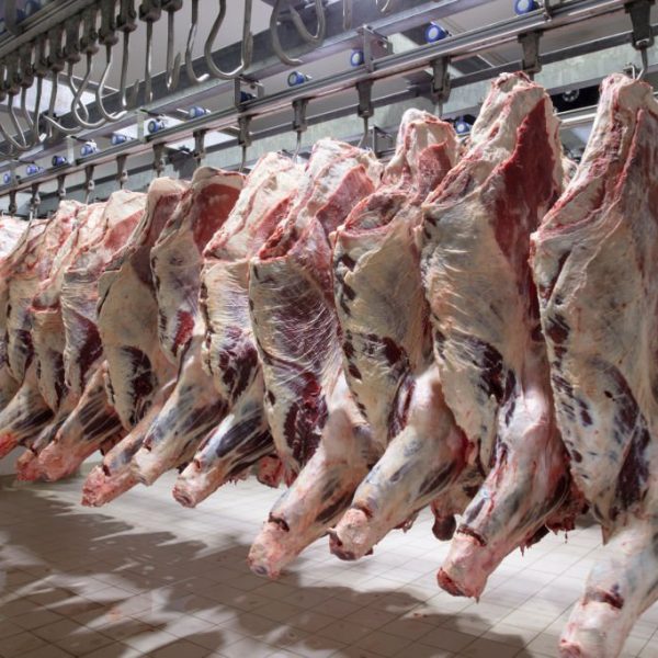 Close up of a half cow pieces hung fresh and arranged in a row in a large refrigerator in the refrigerator meat industry. Cattles cut and hanged on hook in a slaughterhouse. Halal cutting.