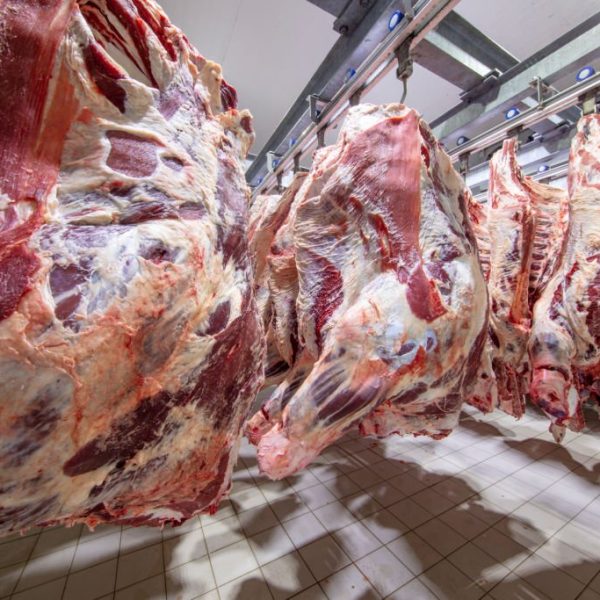 At the slaughterhouse, Carcasses, raw meat beef, hooked in the freezer. Close up of a half cow chunks fresh hung and arranged in a row in a large fridge in the fridge meat industry. Halal cutting.