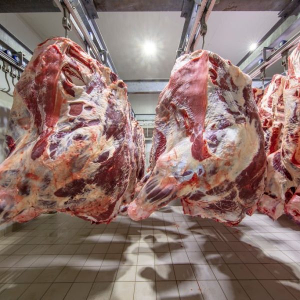 At the slaughterhouse, Carcasses, raw meat beef, hooked in the freezer. Close up of a half cow chunks fresh hung and arranged in a row in a large fridge in the fridge meat industry. Halal cutting.