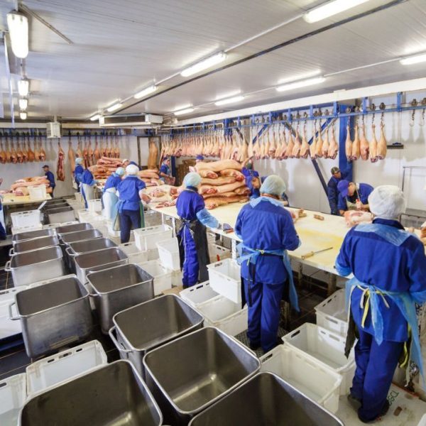 Cutting meat in slaughterhouse. Butcher cutting pork at the meat manufacturing