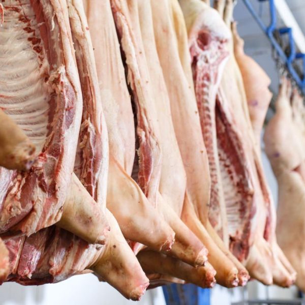 Pig carcasses cut in half stored in refrigerator room of food processing plant