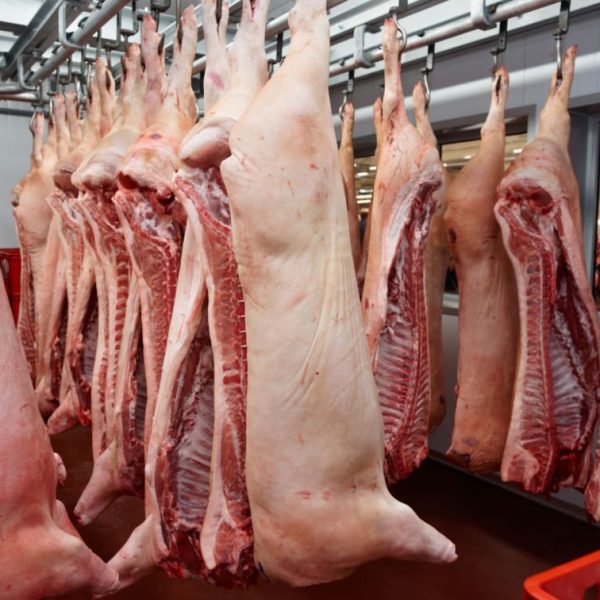 Pig carcasses cut in half stored in refrigerator room